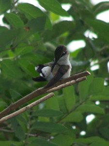 hummingbird
