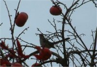 Mockingbird picture