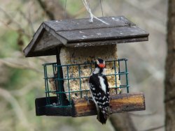 woodpecker picture