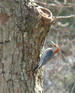 red-bellied woodpecker